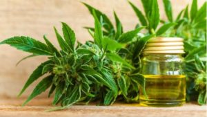 Cannabis terapéutico – Entre las farmacéuticas, el estado y el narcotráfico