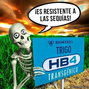 Lee más sobre el artículo Implicancias socio-ambientales vinculadas a la aprobación del primer trigo transgénico del mundo