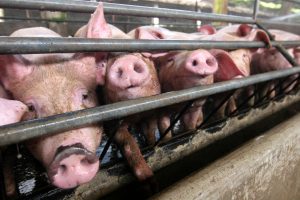 Lee más sobre el artículo Gripe porcina, industria farmacéutica, medio ambiente y capitalismo ¿Moriremos todos?