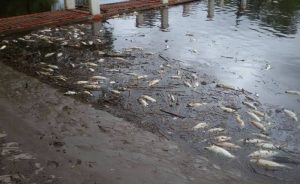 Lee más sobre el artículo Mortandad de Peces en las costas de Ramallo